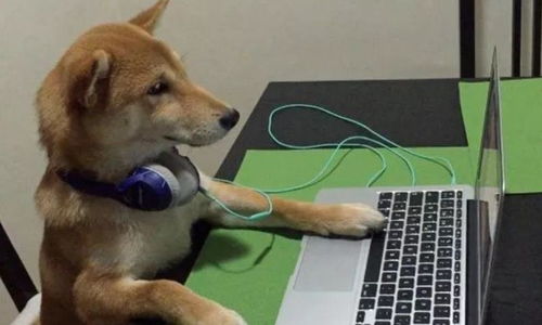 那只曾經(jīng)喜歡看電視的柴犬,如今沒(méi)了電視癮,反倒成了 狗保姆