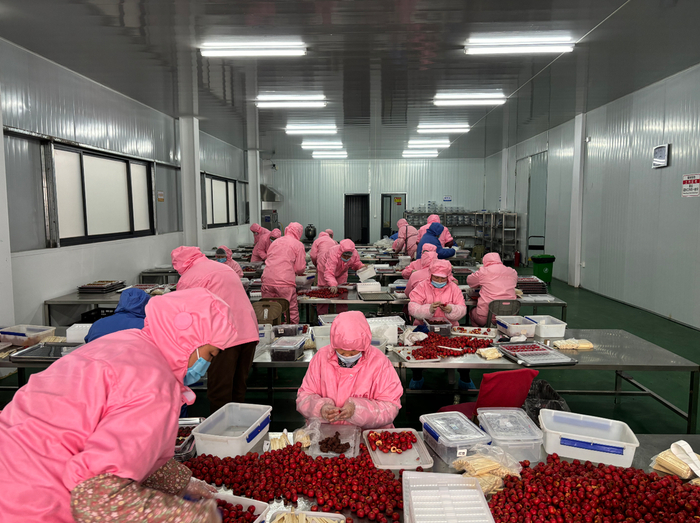 劉杜鎮山楂加工產業升級 高端糖葫蘆年產1500噸，打造初級農產品精深加工新標桿